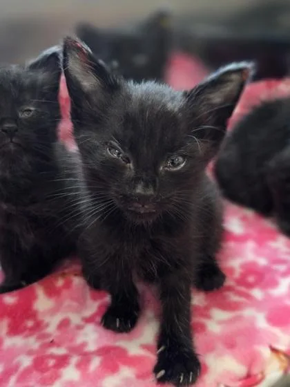 A baby small-sized female Domestic Short Hair cat named June for adoption in Westland, MI