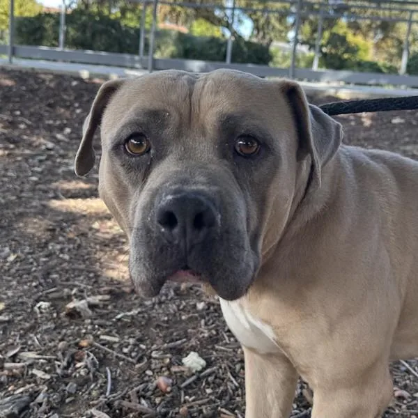 An adult large-sized male Bullmastiff dog named Long Johns for adoption in Walnut Creek, CA