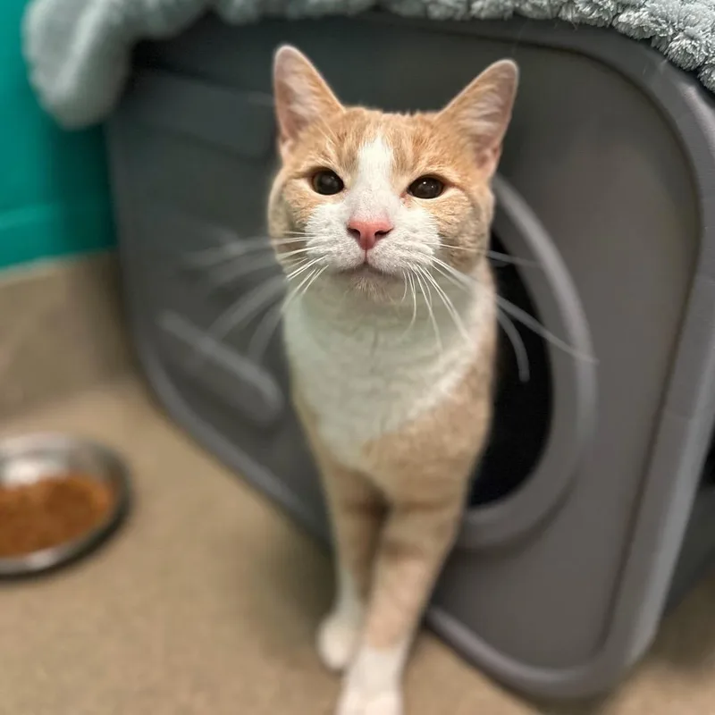 A young medium-sized male Orange / Red Domestic Short Hair cat named Mel for adoption in Fredericksburg, VA