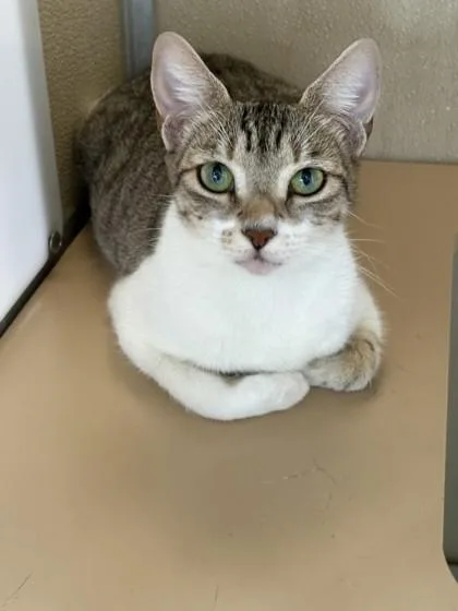 An adult medium-sized female Domestic Short Hair cat named Little Lady for adoption in Honolulu, HI