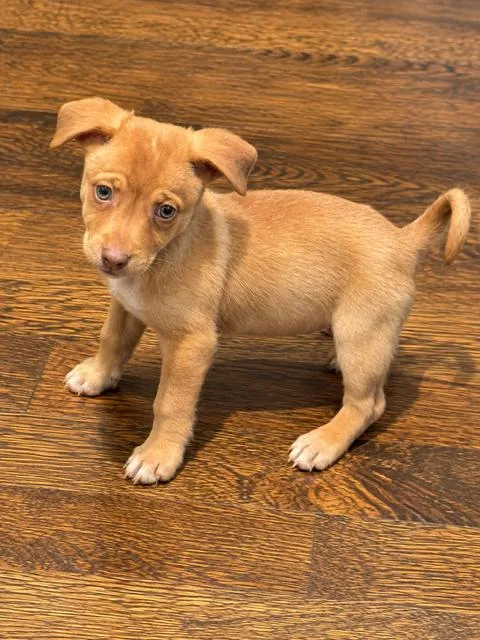 Larue
