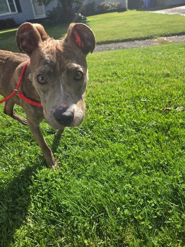 An adult medium-sized female Brindle Mixed Breed dog named Stella for adoption in Rochester, NY