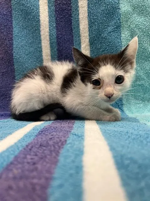 A baby small-sized male Domestic Short Hair cat named Tadashi for adoption in Ontario, CA