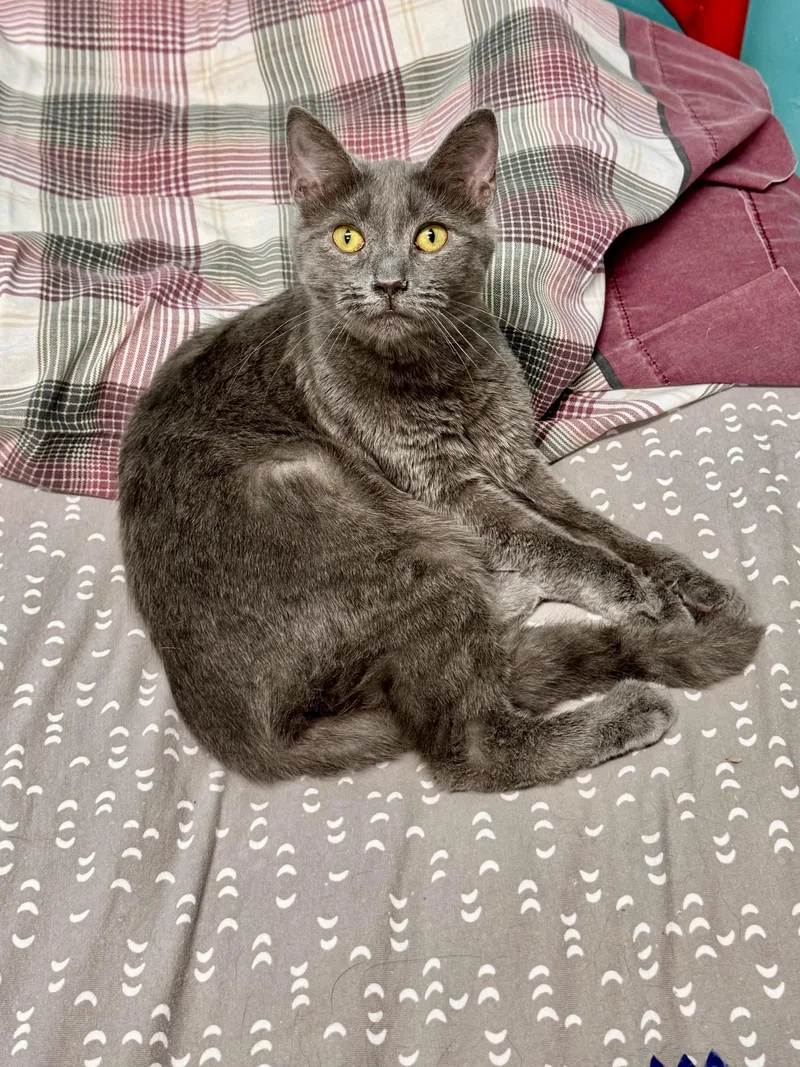 A baby medium-sized female American Shorthair cat named Violet for adoption in Scottsburg, IN