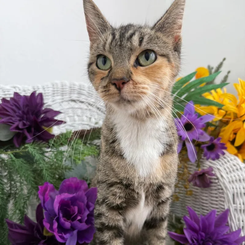An adult small-sized female Brown / Chocolate Domestic Short Hair cat named Chrissy BurrPurr for adoption in Eaton Rapids, MI