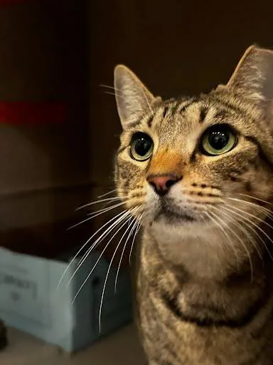 An adult medium-sized female Domestic Short Hair cat named Fig for adoption in Washington, DC