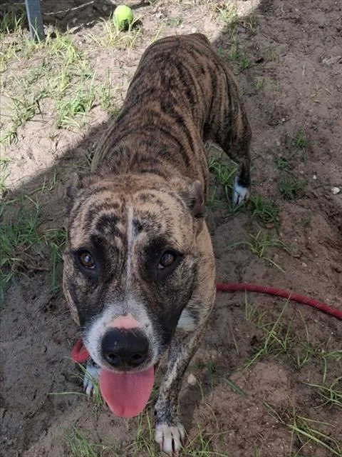 An adult medium-sized female American Bully dog named Watermelon for adoption in Ocala, FL