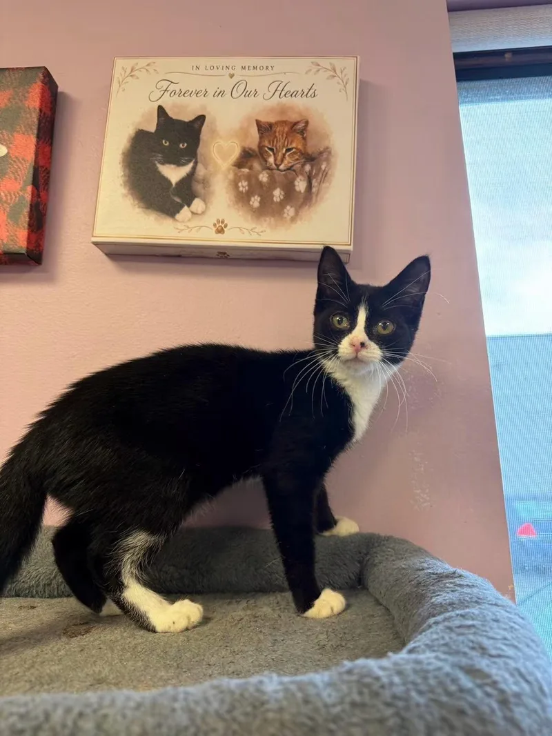 A young small-sized female Black & White / Tuxedo Domestic Short Hair cat named Melanie for adoption in Freeport, NY