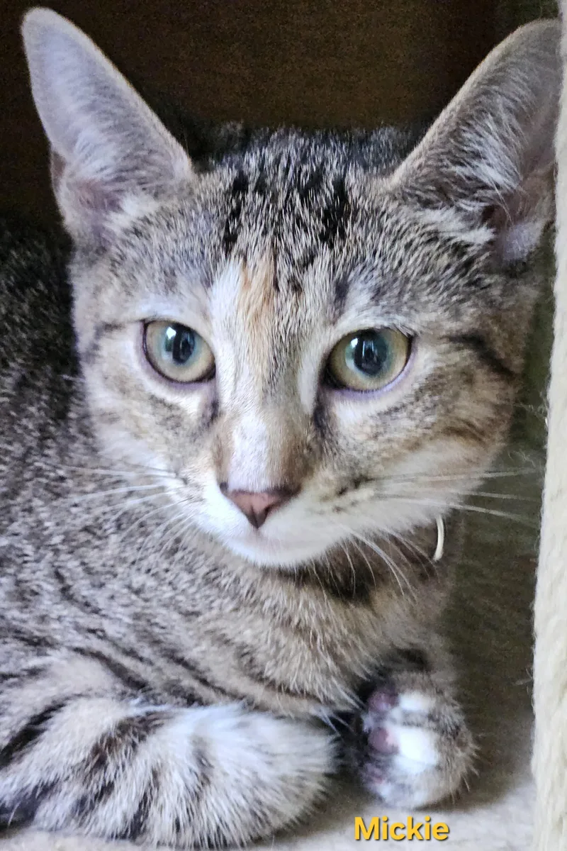 A baby medium-sized female Tabby (Brown / Chocolate) Tabby cat named Mickie for adoption in Richmond, VA