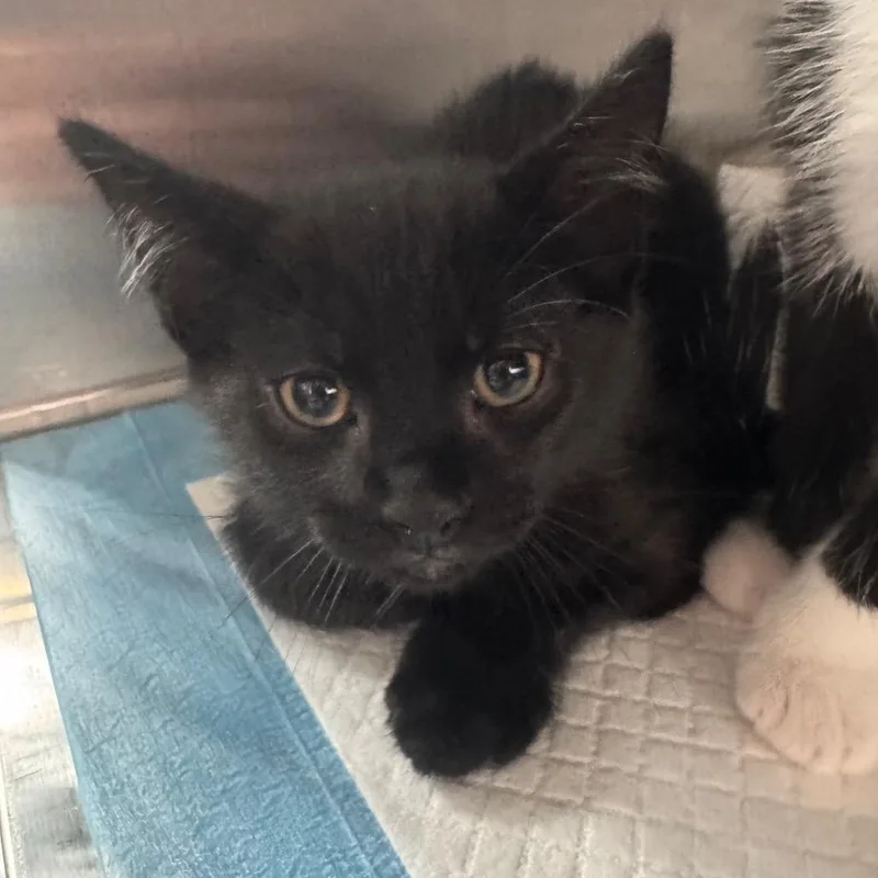 A baby small-sized male Black Domestic Short Hair cat named Pilot for adoption in Clearwater, FL