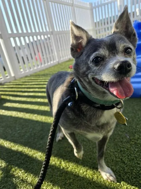 A senior small-sized male Chihuahua dog named Ash for adoption in Olivette, MO
