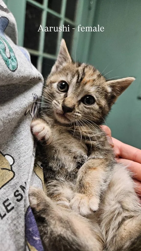A baby small-sized female Domestic Short Hair cat named Aarushi for adoption in LIberty, NY