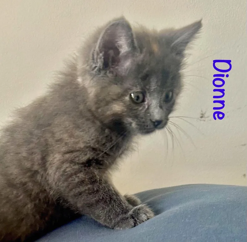 A baby medium-sized female Gray / Blue / Silver Domestic Medium Hair cat named Dionne for adoption in Reston, VA