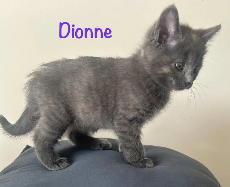 Dionne thumbnail 2