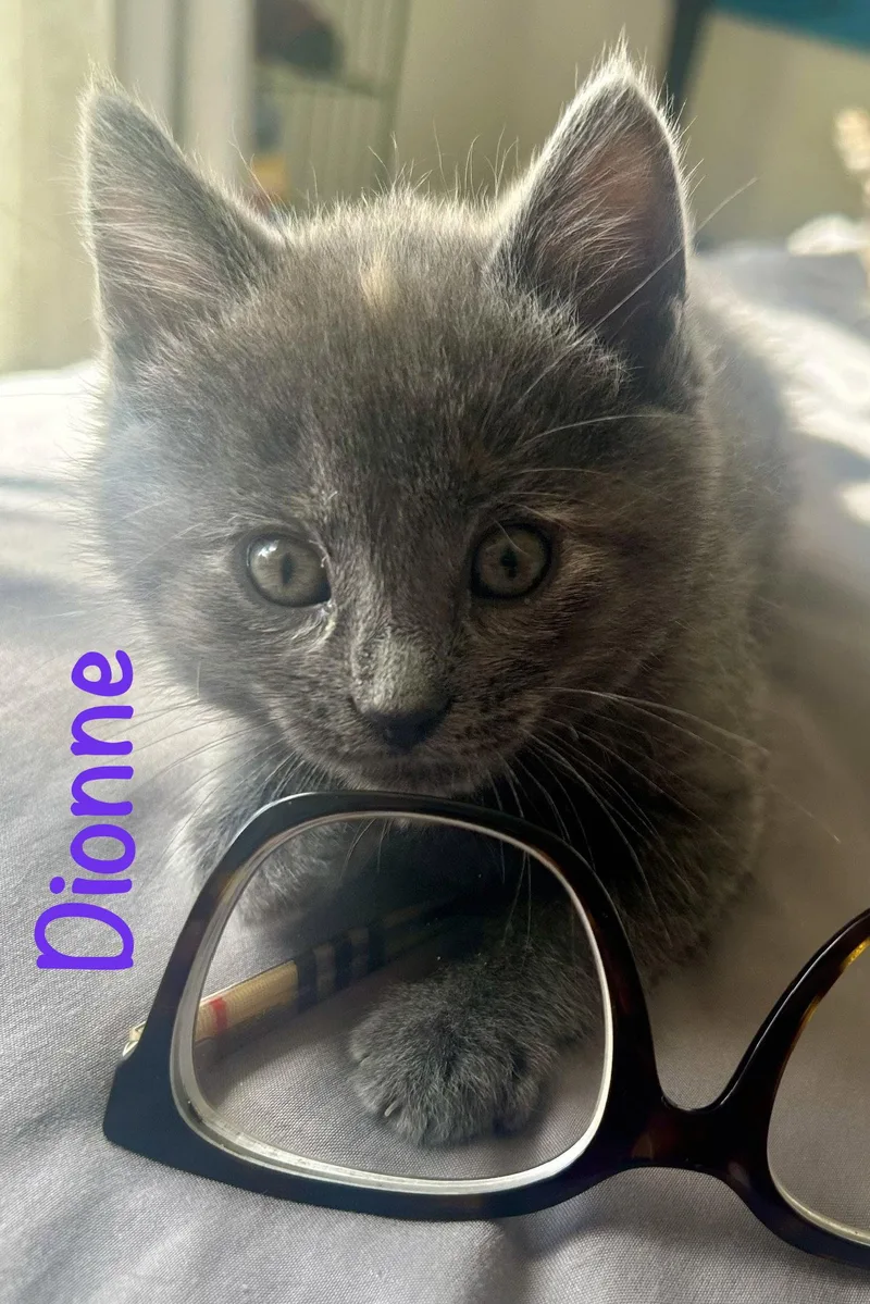 Dionne thumbnail 3
