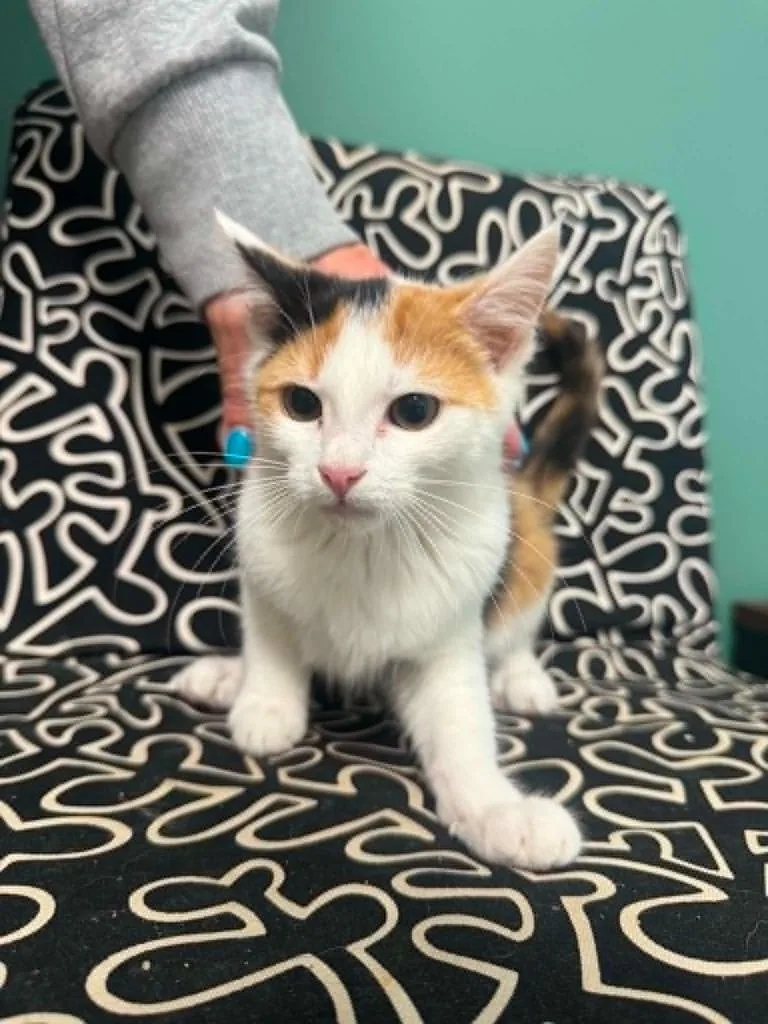 A baby medium-sized female Domestic Short Hair cat named Marissa for adoption in Marion, OH