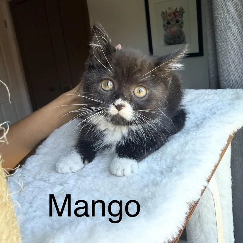 A baby small-sized female Black Domestic Medium Hair cat named Mango for adoption in Ferndale, MI