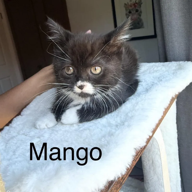 Mango thumbnail 2