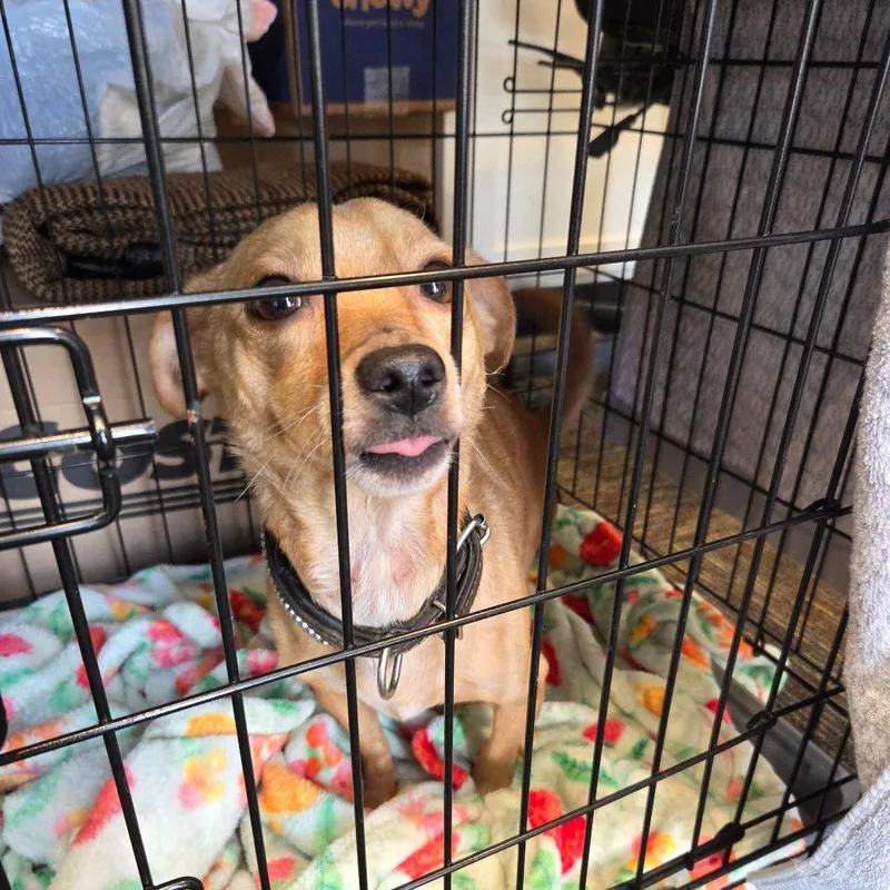 An adult small-sized female Yellow / Tan / Blond / Fawn Chihuahua dog named Sierra for adoption in St. Helena, CA