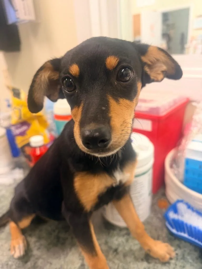 A baby small-sized female Terrier dog named Melody for adoption in Neosho, MO