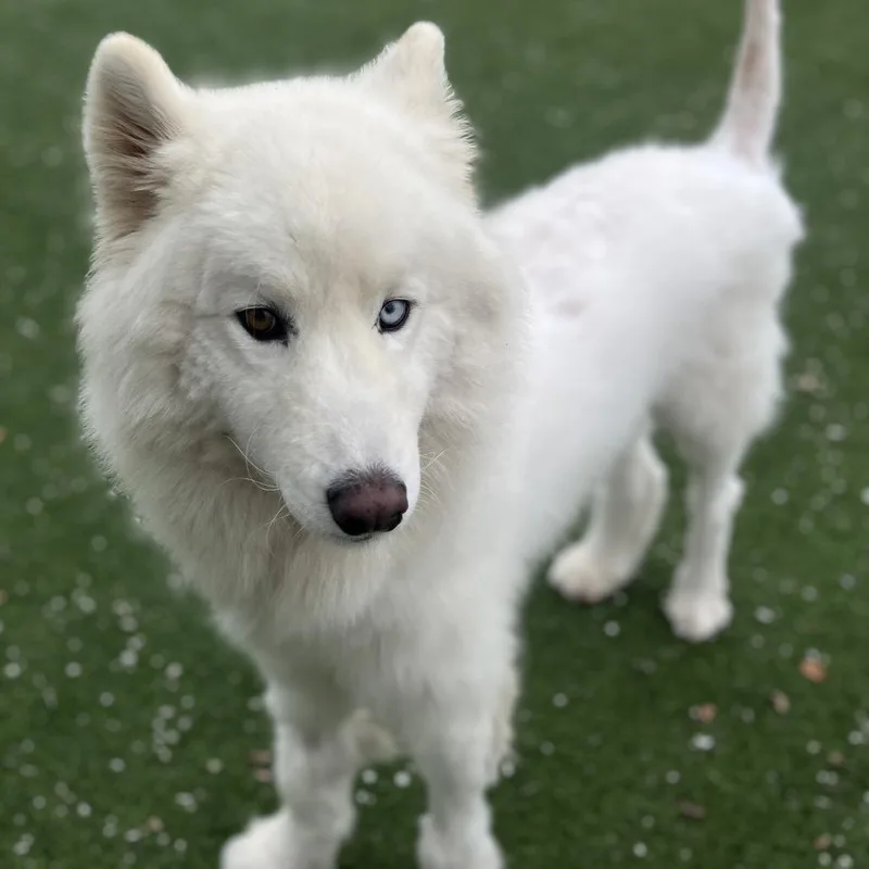 An adult large-sized male White / Cream Husky dog named Woofie for adoption in LOXAHATCHEE, FL