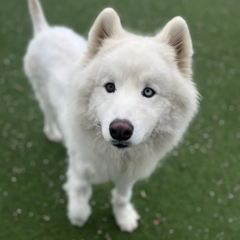 Woofie thumbnail 3