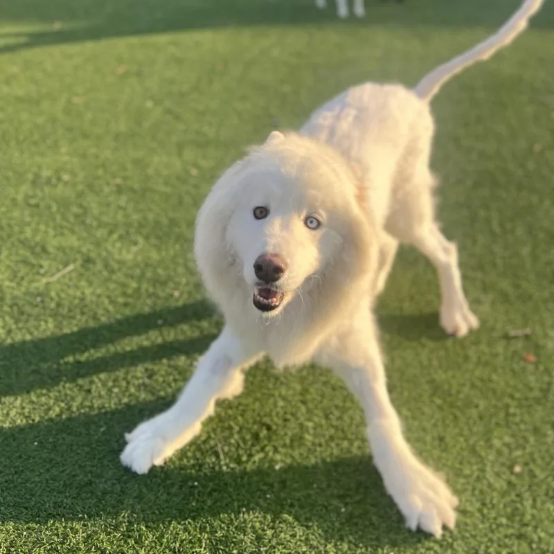 Woofie thumbnail 5