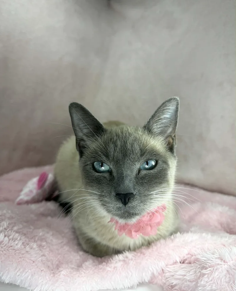 A young small-sized female Lilac Point Siamese cat named Shylah for adoption in Tavares, FL