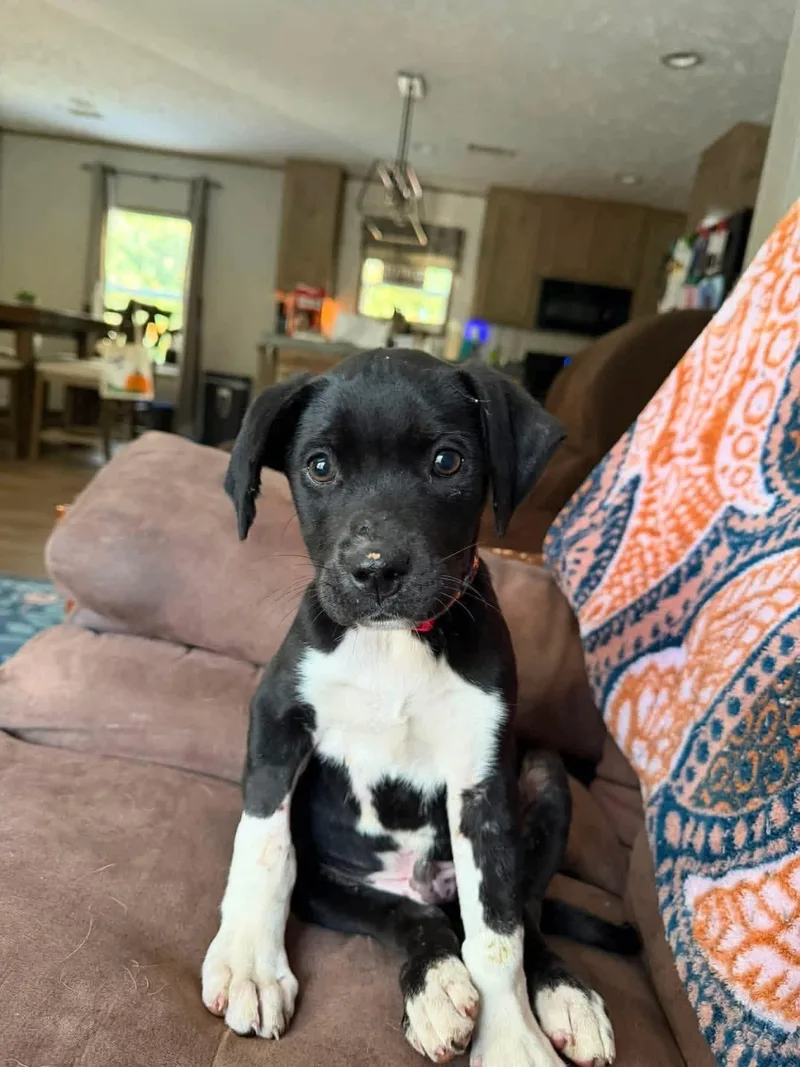 A baby medium-sized male Black Labrador Retriever dog named Snoopy for adoption in Pleasant Valley, NY