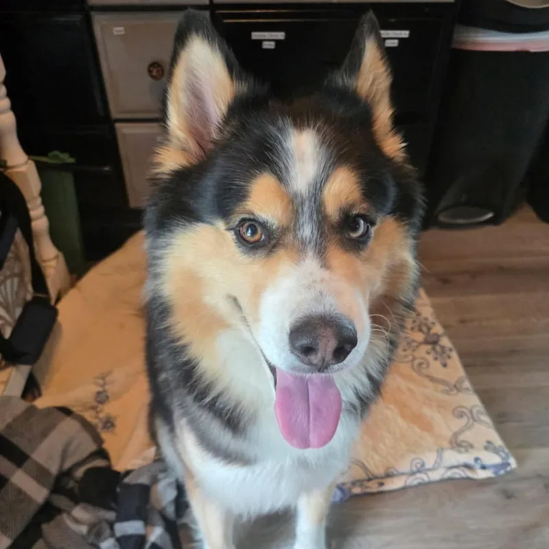 An adult large-sized male Black Husky dog named Jupiter for adoption in Aldie, VA