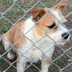 A young medium-sized female Yellow / Tan / Blond / Fawn Irish Terrier dog named Clover for adoption in Calverton, NY