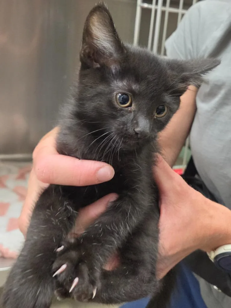 A baby small-sized female Domestic Short Hair cat named Polaroid for adoption in Twentynine Palms, CA