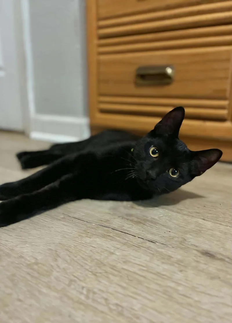A baby medium-sized male Black American Shorthair cat named Starling for adoption in Gulfport, MS