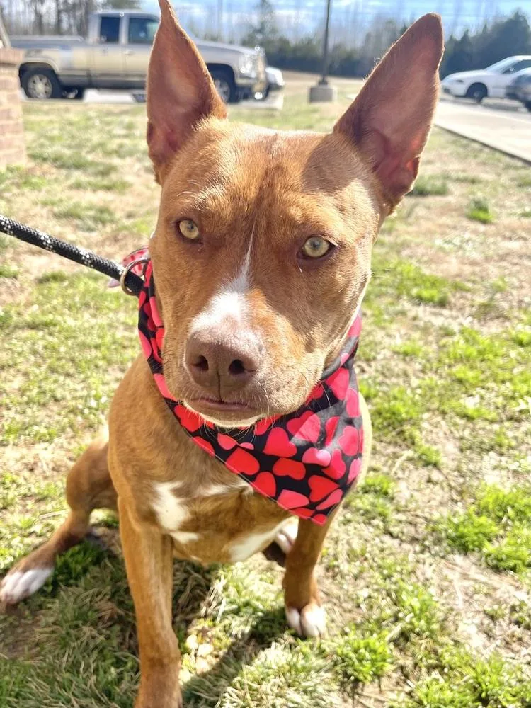 Primrose thumbnail 2