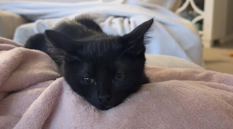 A baby medium-sized male Black Domestic Short Hair cat named Cass for adoption in Glendale, AZ