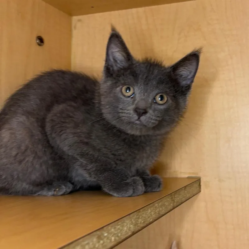 A baby small-sized male Gray / Blue / Silver Domestic Short Hair cat named Gabe for adoption in Washington Township, OH