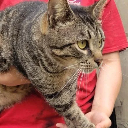 A young large-sized male Brown / Chocolate American Shorthair cat named Marlin for adoption in Freeport, FL