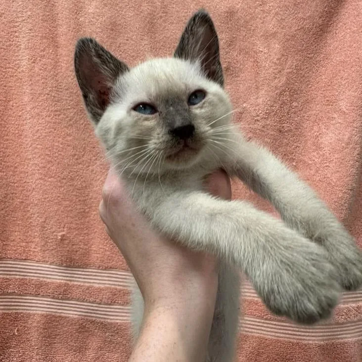 A baby small-sized female Gray / Blue / Silver Domestic Short Hair cat named Victoria for adoption in Long Beach, CA