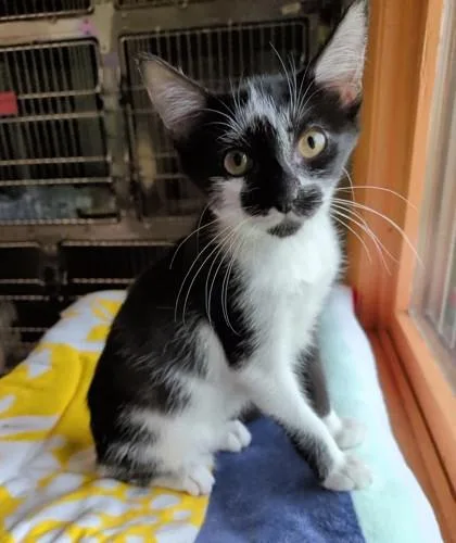 A baby small-sized female Domestic Short Hair cat named Nio for adoption in Bridgewater, NJ