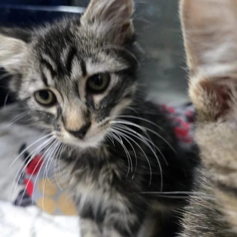 A baby small-sized male Brown / Chocolate Domestic Medium Hair cat named Peanut for adoption in Los Angeles, CA