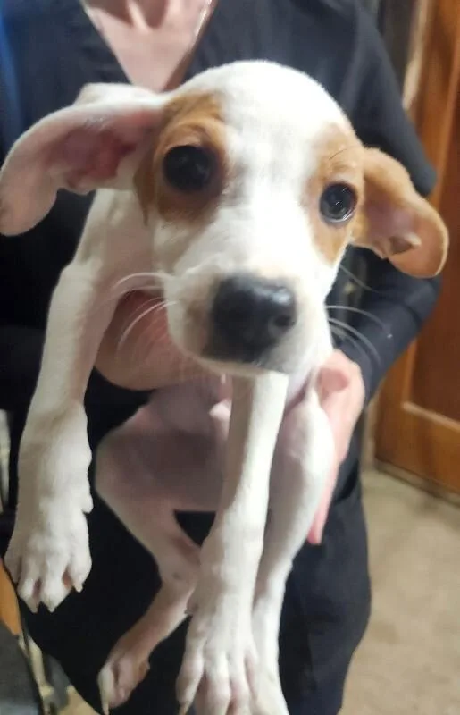 A baby small-sized male Chihuahua dog named Bones for adoption in Windsor, CO