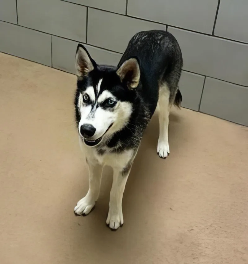 A young medium-sized female Black Mixed Breed dog named Lela for adoption in Nashville, TN
