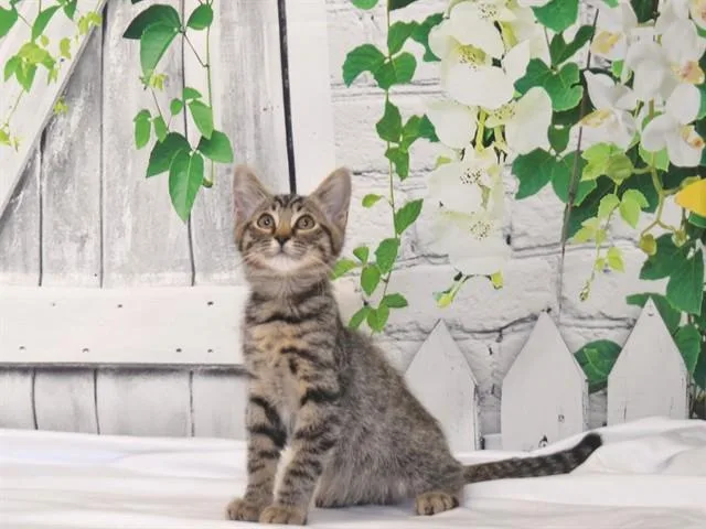 A baby small-sized male Domestic Short Hair cat named Abu for adoption in Oroville, CA