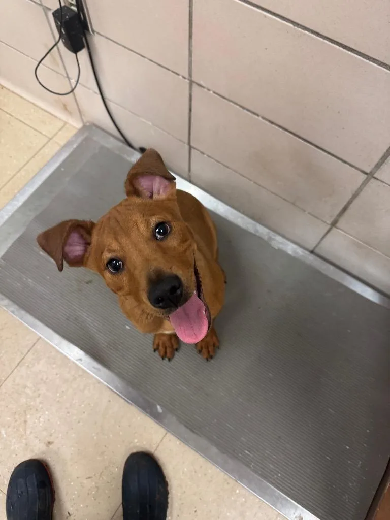 A young medium-sized male Mixed Breed dog named Scrappy for adoption in Bossier City, LA