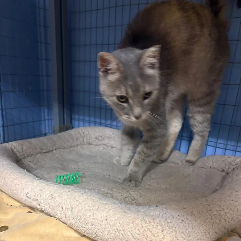 An adult small-sized female Gray / Blue / Silver American Shorthair cat named Glenda for adoption in Tipton, IA