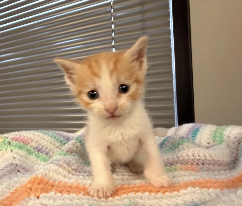 A baby medium-sized female Buff & White Domestic Short Hair cat named Marmalade for adoption in Batesville, AR