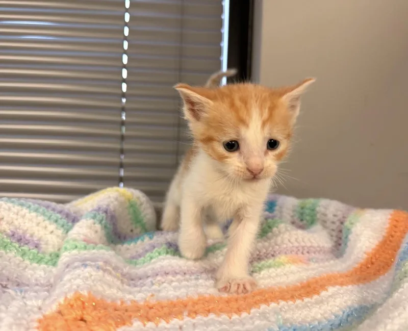 Marmalade thumbnail 2