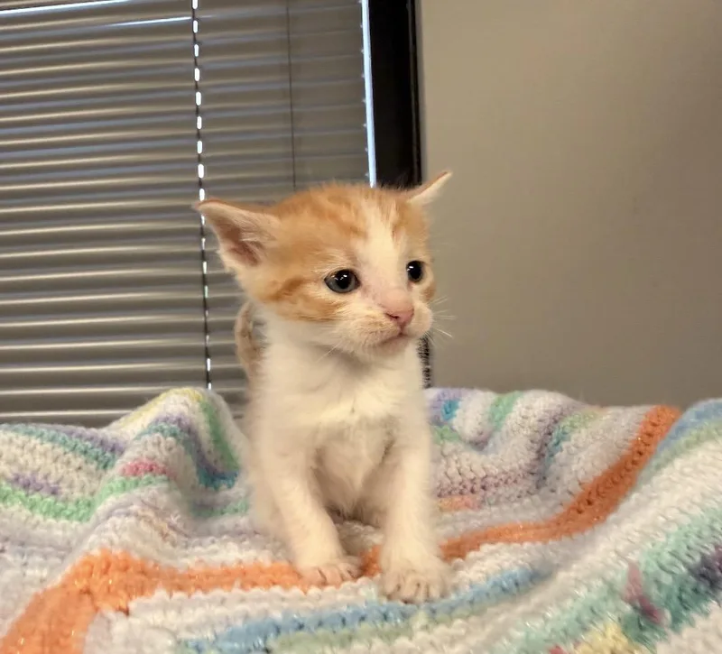 Marmalade thumbnail 3