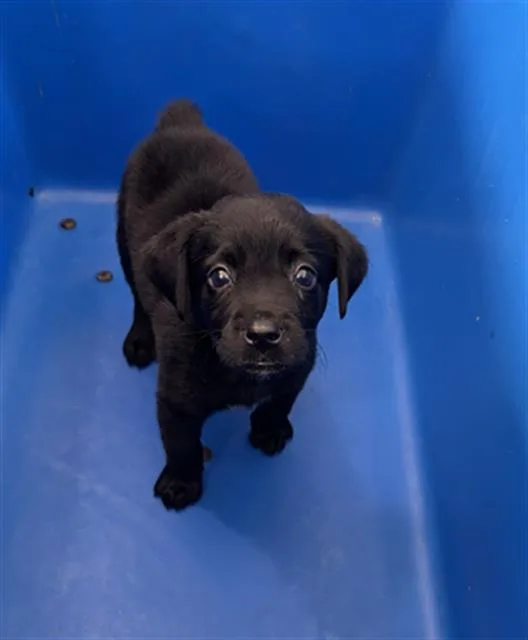 A baby medium-sized male Mixed Breed dog named Jake for adoption in Dallas, TX