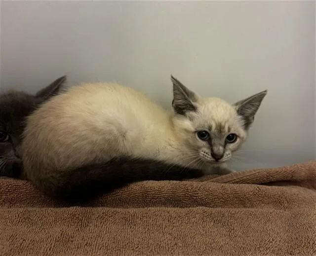 A baby small-sized female Domestic Short Hair cat named Arabella for adoption in Statesville, NC